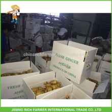 Chinese Fresh Ginger Size 150gm & up Packing 8kg PVC Box